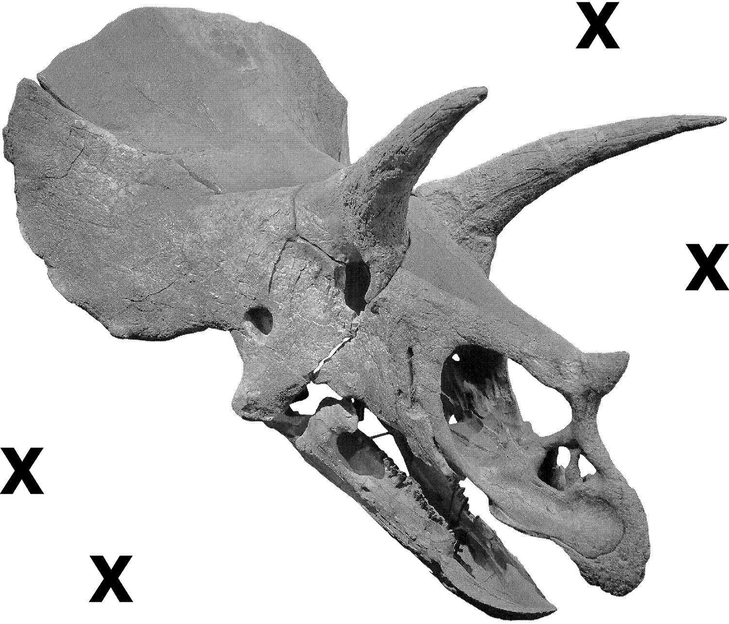 High Detail Airbrush stencil HD stencils Dinosaur skeleton - Triceratops Fossil skull animals